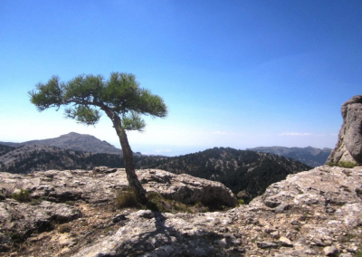 Pinus Nigra in Cazorla