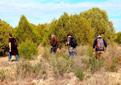 Sampling Pinus pinea in Doñana National Park