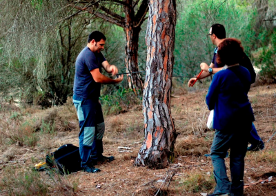Sampling Pinus pinea in Doñana National Park