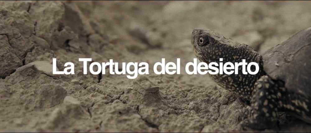 Documental la tortuga del desierto