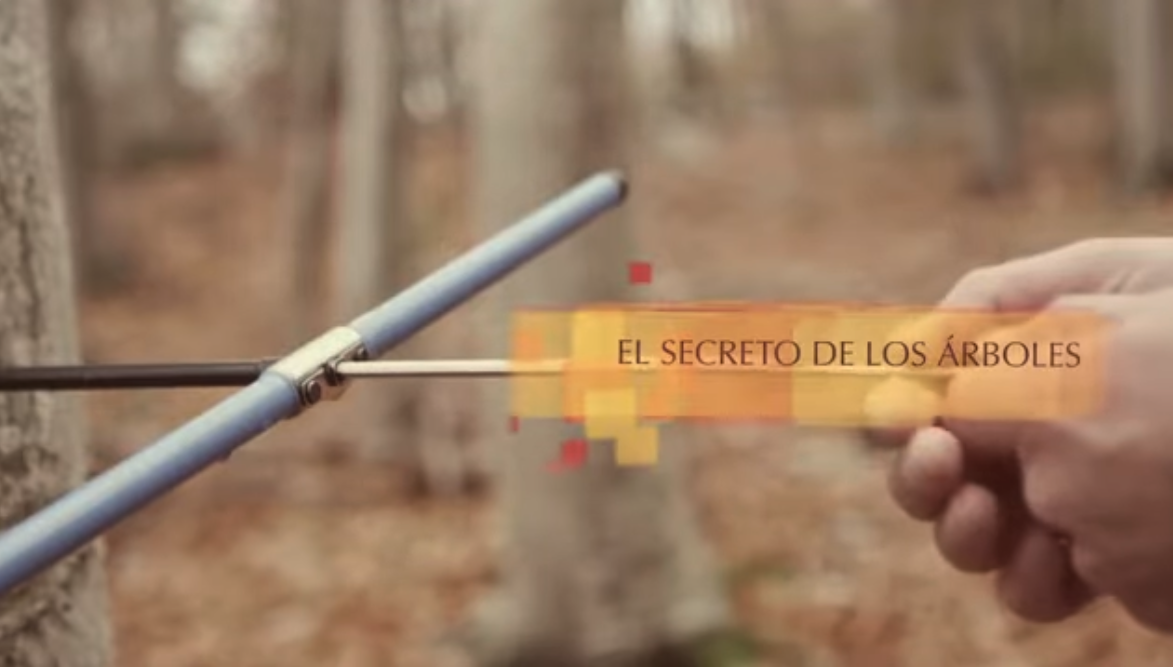 El secreto de los arboles